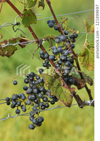 葡萄園、葡萄種植、葡萄釀造、葡萄展覽園、北海道葡萄酒 121899697