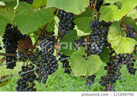 葡萄園、葡萄種植、葡萄釀造、葡萄展覽園、北海道葡萄酒 121899700