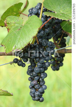 Vineyards, Grape cultivation, Wine grapes, Grape exhibition garden, Hokkaido wine 121899703