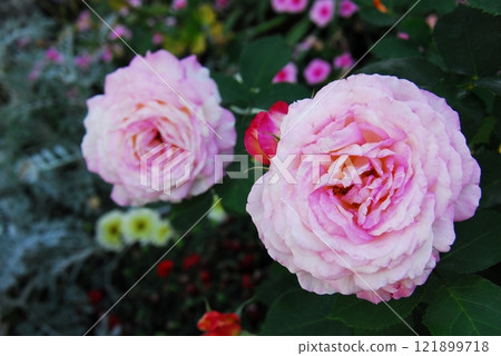 Rose (variety name: Marc Chagall) 121899718