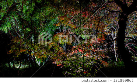 Autumn leaves 121899965