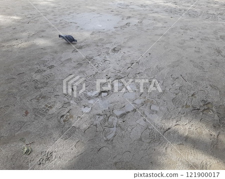 Bird footprints in the mud footprints 121900017