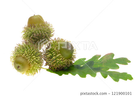 Austrian acorn isolated 121900101
