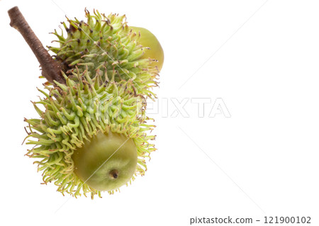 Austrian acorn isolated 121900102
