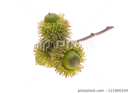 Austrian acorn isolated 121900104