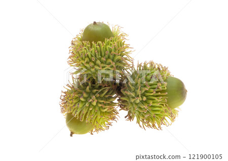 Austrian acorn isolated 121900105