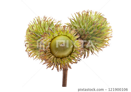 Austrian acorn isolated 121900106