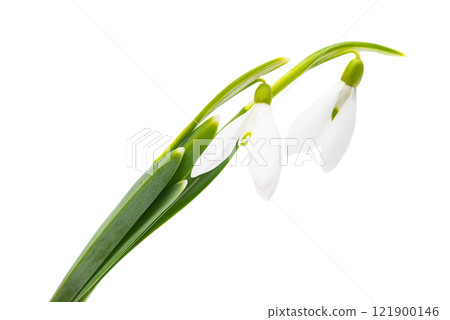 snowdrop isolated 121900146