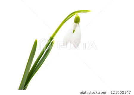 snowdrop isolated 121900147