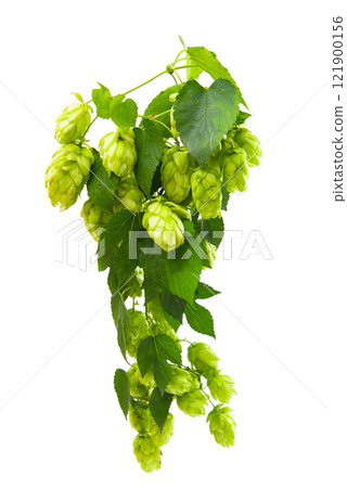 hop liana isolated 121900156