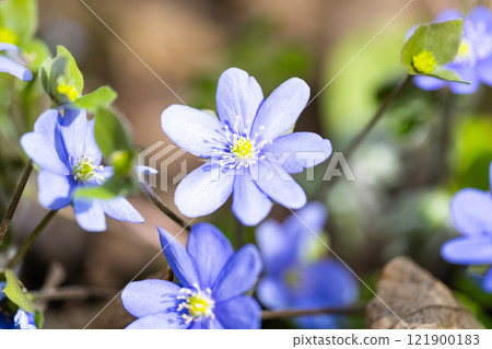 Hepatica Nobilis - the first spring flower 121900183