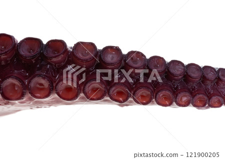 octopus tentacles isolated 121900205