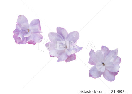 lilac flower isolated lilac flower isolated 121900233