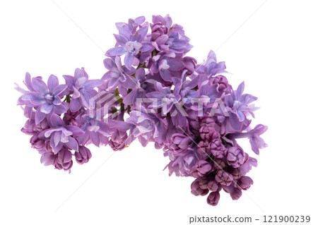 lilac flower isolated lilac flower isolated 121900239