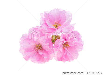 sakura flower isolated sakura flower isolated 121900242