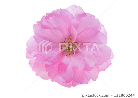 sakura flower isolated 121900244