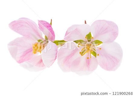 apple blossom isolated 121900268