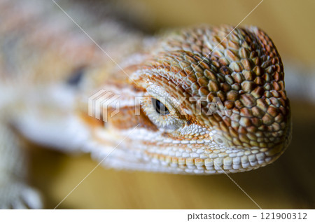 Close up of bearded dragon with customizable space for text. Lizard concept and copy space 121900312