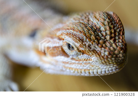 Side view of a close up of bearded dragon head on wooden background. Side view of a close up of bearded dragon head on wooden background. 121900328