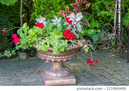 Outdoor flowerbed with flowers in the garden. Pot with Geranium and Coleus. Gardening. 121900400