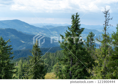 Mountains ranges in the Carpathians. Hills, forest green trees 121900444