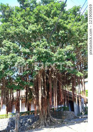 Banyan tree in Okinawa prefecture Banyan tree in Okinawa prefecture 121900669