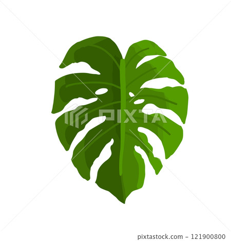 fresh green leaf 121900800