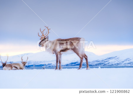 Reindeer in Scandinavia. Wild animals in nature. Domestic animals on the farm.  121900862