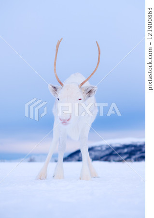 Reindeer in Scandinavia. Wild animals in nature. Domestic animals on the farm. 121900863