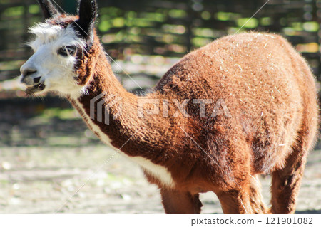 Alpaca white brown wool animal Alpaca white brown wool animal 121901082