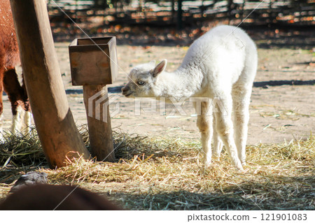Alpaca Vicugna pacos white baby animal Alpaca Vicugna pacos white baby animal 121901083