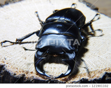 Okuwagata Okuwagata 121901102