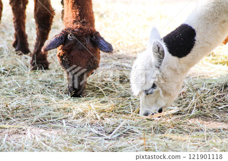 Alpaca Vicugna pacos animal 121901118