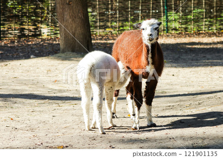 Alpaca Vicugna pacos white baby animal 121901135
