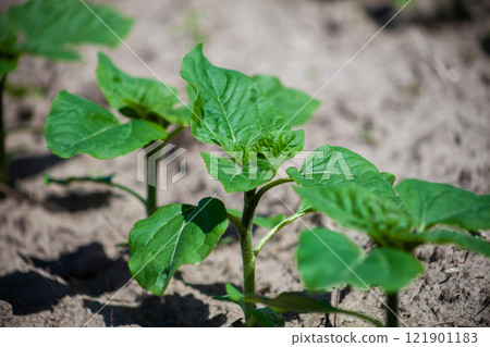 Sunflower plant in the garden. Seedlings are grow in the ground in a vegetable garden A row of seedlings. Agriculture, Eco farm 121901183