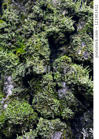 Fungus parasite on tree. Mold and moss on tree bark. Old birch. Birch bark close-up. Fungus parasite on tree. Mold and moss on tree bark. Old birch. Birch bark close-up. 121901412