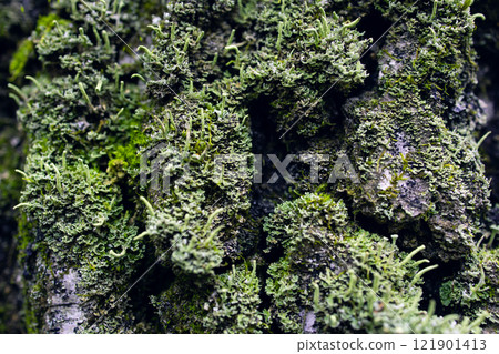 Fungus parasite on tree. Mold and moss on tree bark. Old birch. Birch bark close-up. 121901413