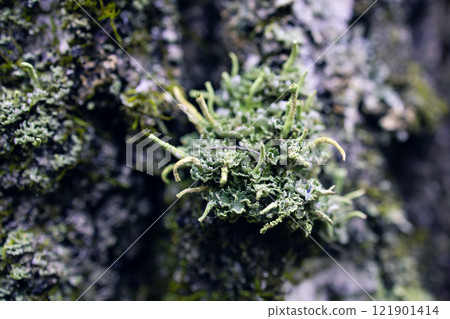 Fungus parasite on tree. Mold and moss on tree bark. Old birch. Birch bark close-up. Fungus parasite on tree. Mold and moss on tree bark. Old birch. Birch bark close-up. 121901414