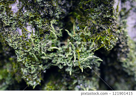 Fungus parasite on tree. Mold and moss on tree bark. Old birch. Birch bark close-up. 121901415