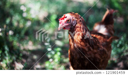 Ginger hen on blurred background. Poultry, self-run chicken 121901459