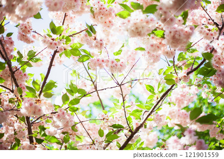 Sakura background. Blooming pink flowers of tree buds blue sky. Beautiful delicate spring flower aesthetic 121901559