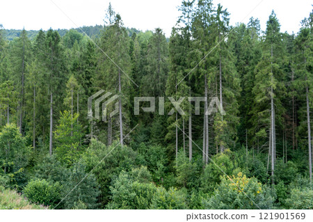 Green forest trees. Nature background Green forest trees. Nature background 121901569