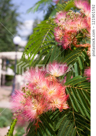 Albitsia Lenkoran - lat. Albizia julibrissin. A beautiful southern tree and its pink flowers. Lankaran acacia buds 121901592
