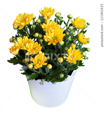 Bouquet of yellow chrysanthemums isolated on white background. Chrysanthemum flower in a vase 121901635