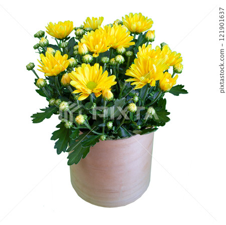 Bouquet of yellow chrysanthemums isolated on white background. Chrysanthemum flower in a vase Bouquet of yellow chrysanthemums isolated on white background. Chrysanthemum flower in a vase 121901637