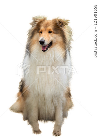 Collie dog isolated on white background. Brown sheltie dog rough collie. Scottish shepherd - lassie Collie dog isolated on white background. Brown sheltie dog rough collie. Scottish shepherd - lassie 121901659