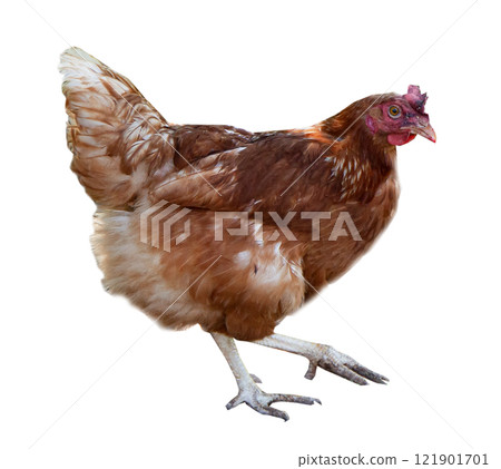 Ginger hen isolated on white background. Poultry, self-run chicken Ginger hen isolated on white background. Poultry, self-run chicken 121901701