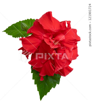 Hibiscus isolated on a white background. Red flower, leaf and bud of the tea plant in red color. Chinese rose. Sudanese terry hibiscus 121901724
