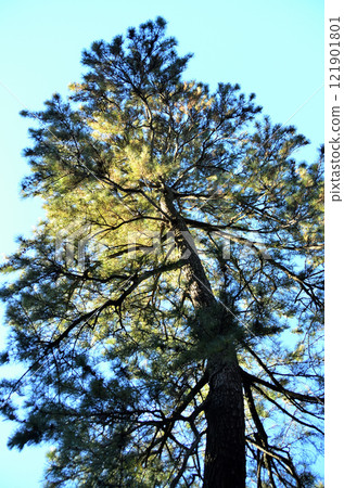 The sacred tree of Kurishima Shrine in Kawamata, Meiwa-cho, Gunma Prefecture, is a Daikoku pine The sacred tree of Kurishima Shrine in Kawamata, Meiwa-cho, Gunma Prefecture, is a Daikoku pine 121901801