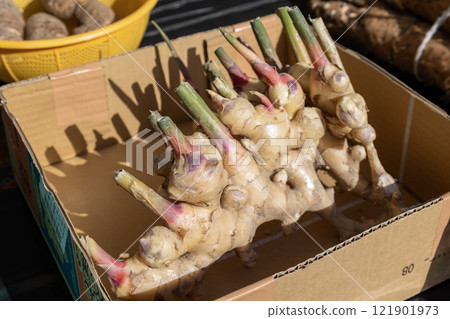 Ginger in a cardboard box 121901973